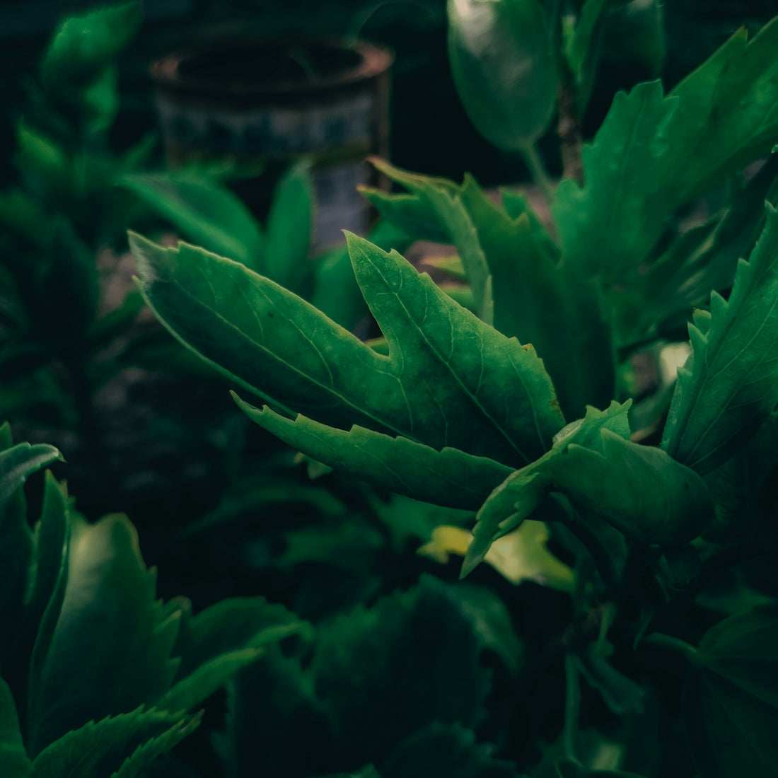 a green plant with a pot