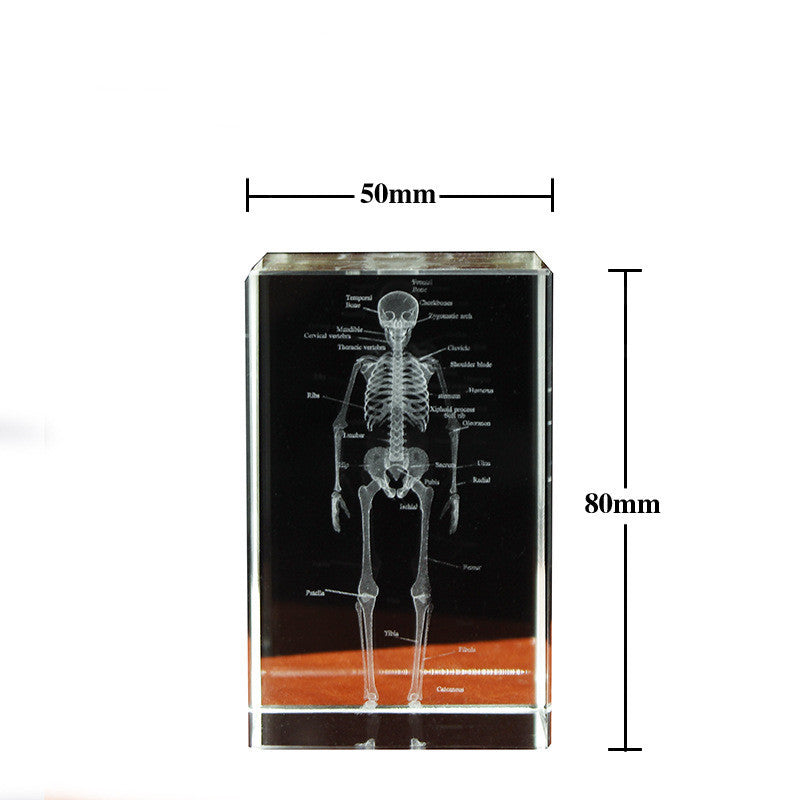 Ihmisen luuranko Anatomiamalli akryylikoristeen sisällä - upea oppimisväline opiskelijoille ja tiedonhaluisille lapsille