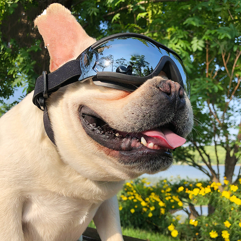 Pet Sunglasses Dog