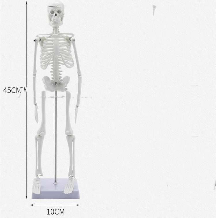 Anatominen 45CM Ihmisen Luustomalli