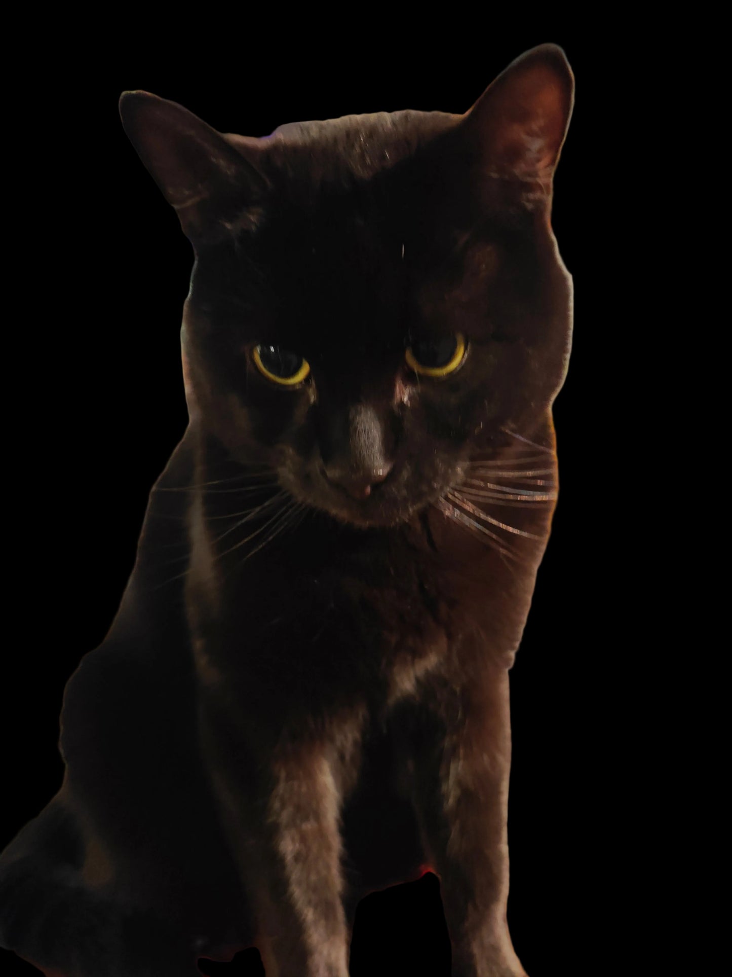 Helllive Laserkaiverrus käyntikortti - lemmikkejä kotona